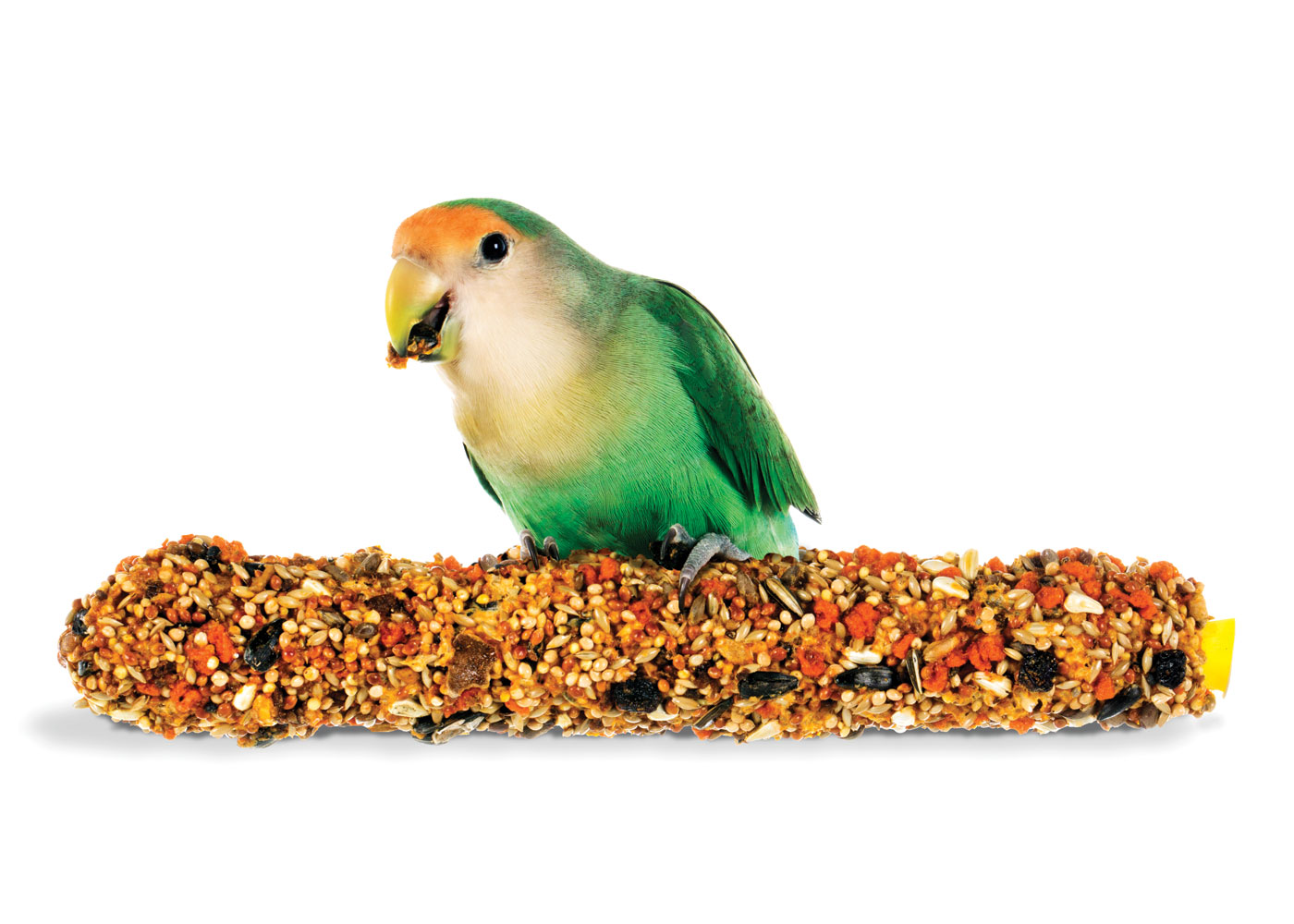 PetSmart Brand Shoot Design by Cory