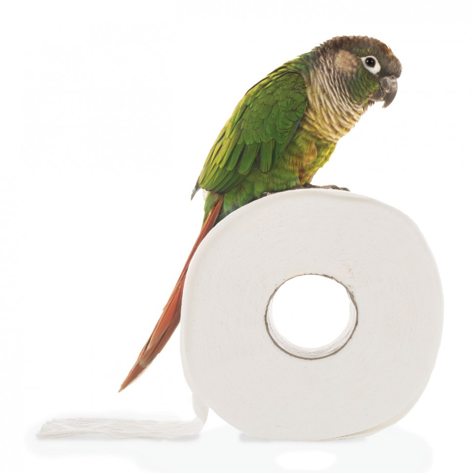 PetSmart Brand Shoot Design by Cory