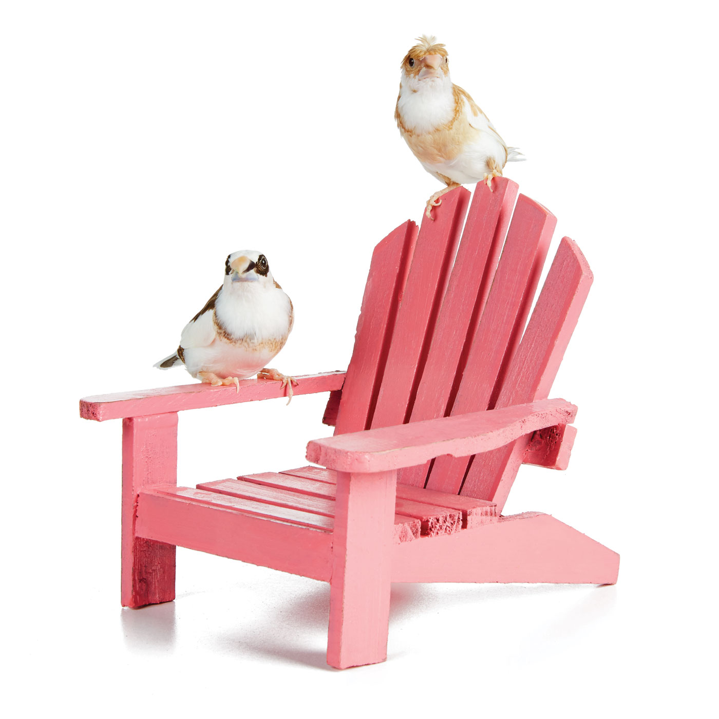 PetSmart Brand Shoot Design by Cory