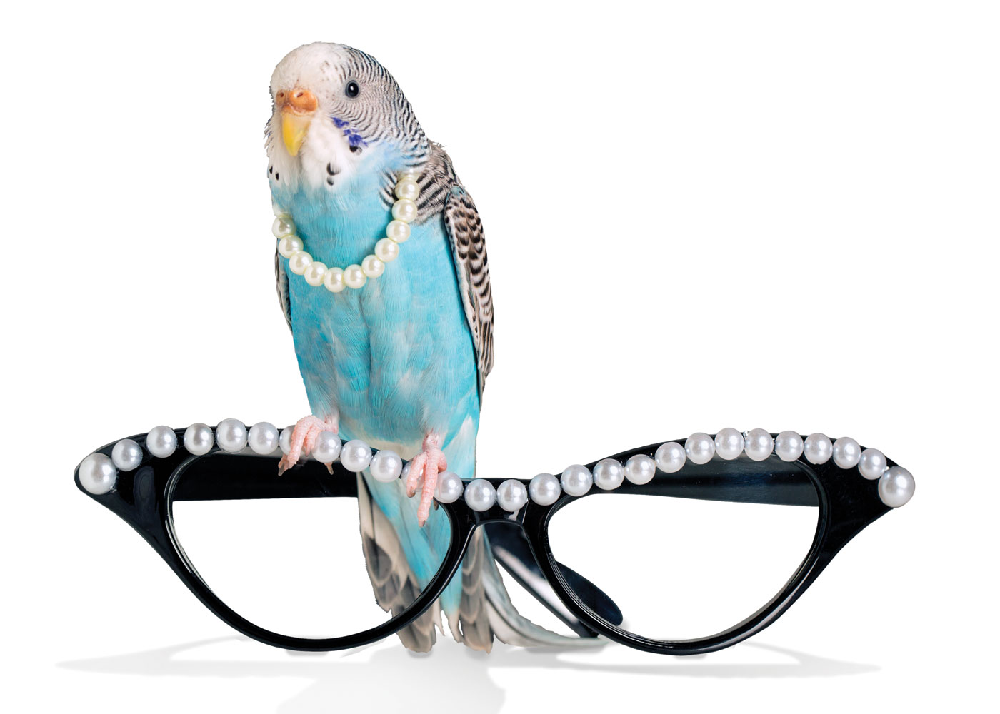 PetSmart Brand Shoot Design by Cory