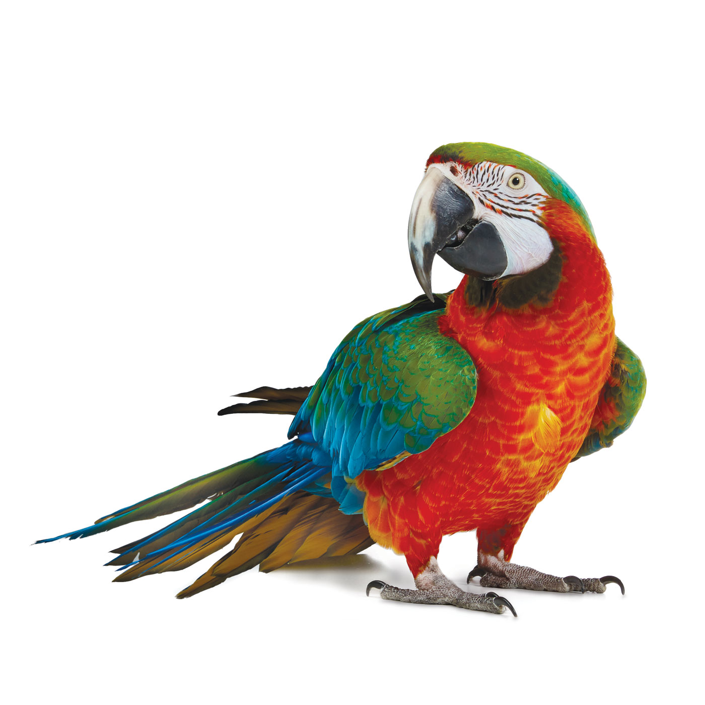 PetSmart Brand Shoot Design by Cory