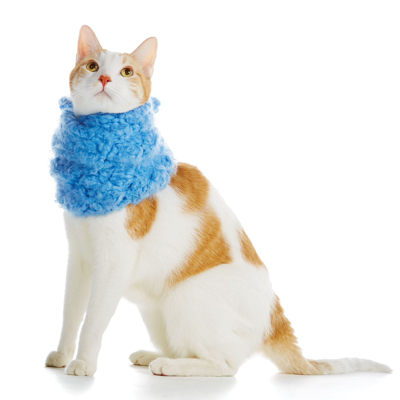 PetSmart Brand Shoot Design by Cory