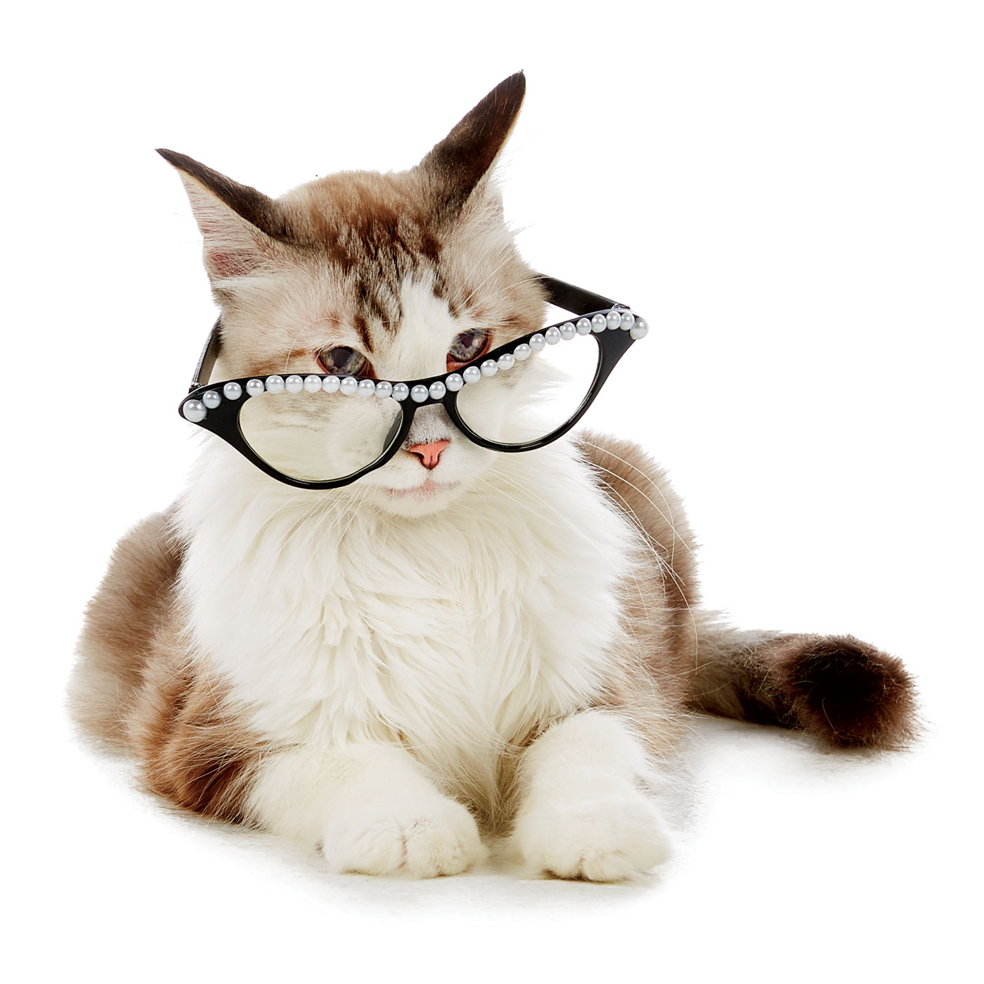 PetSmart Brand Shoot Design by Cory