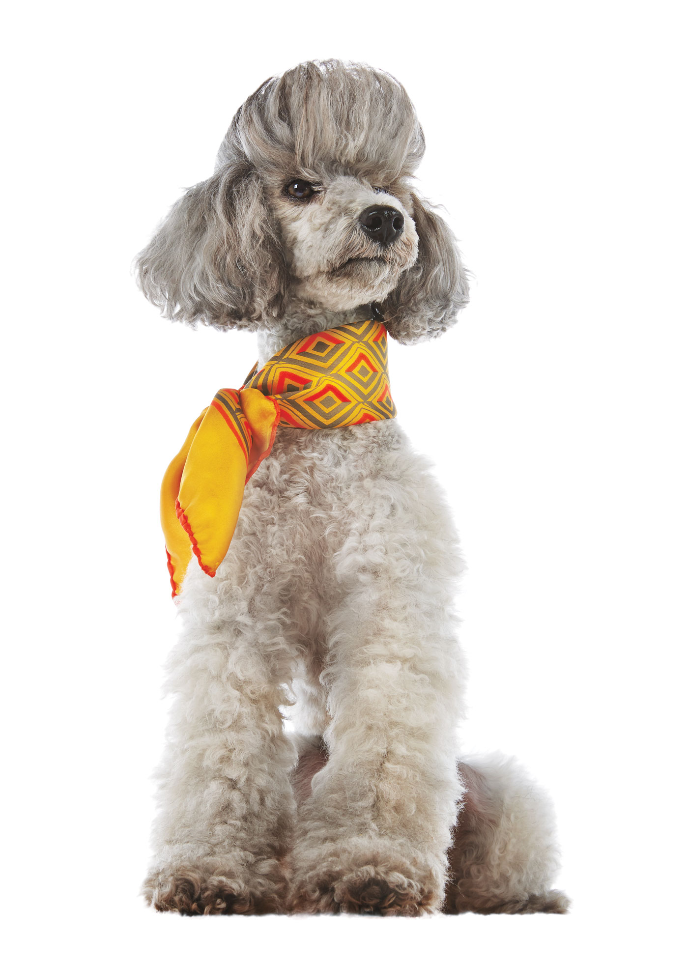 PetSmart Brand Shoot Design by Cory