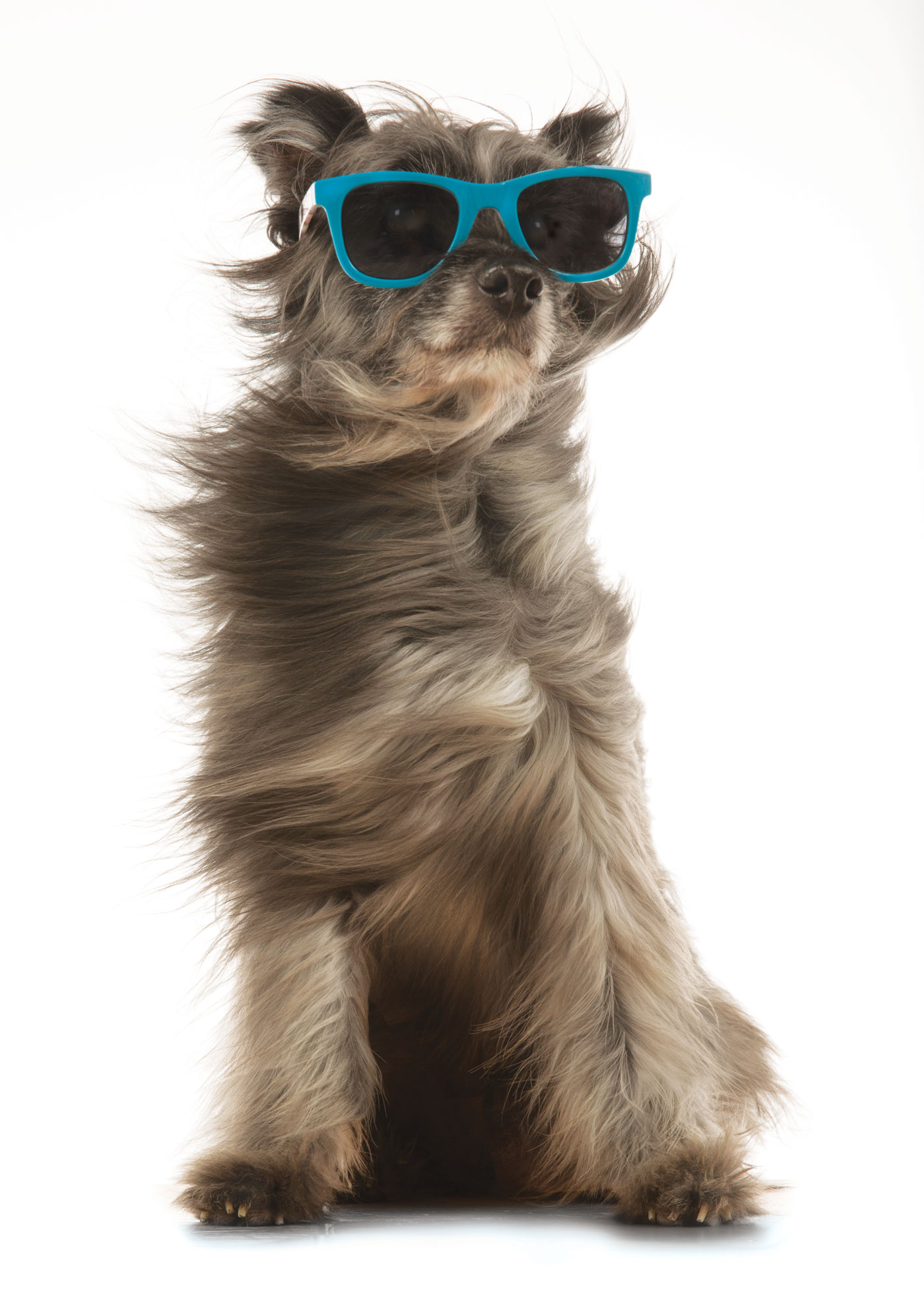 PetSmart Brand Shoot Design by Cory