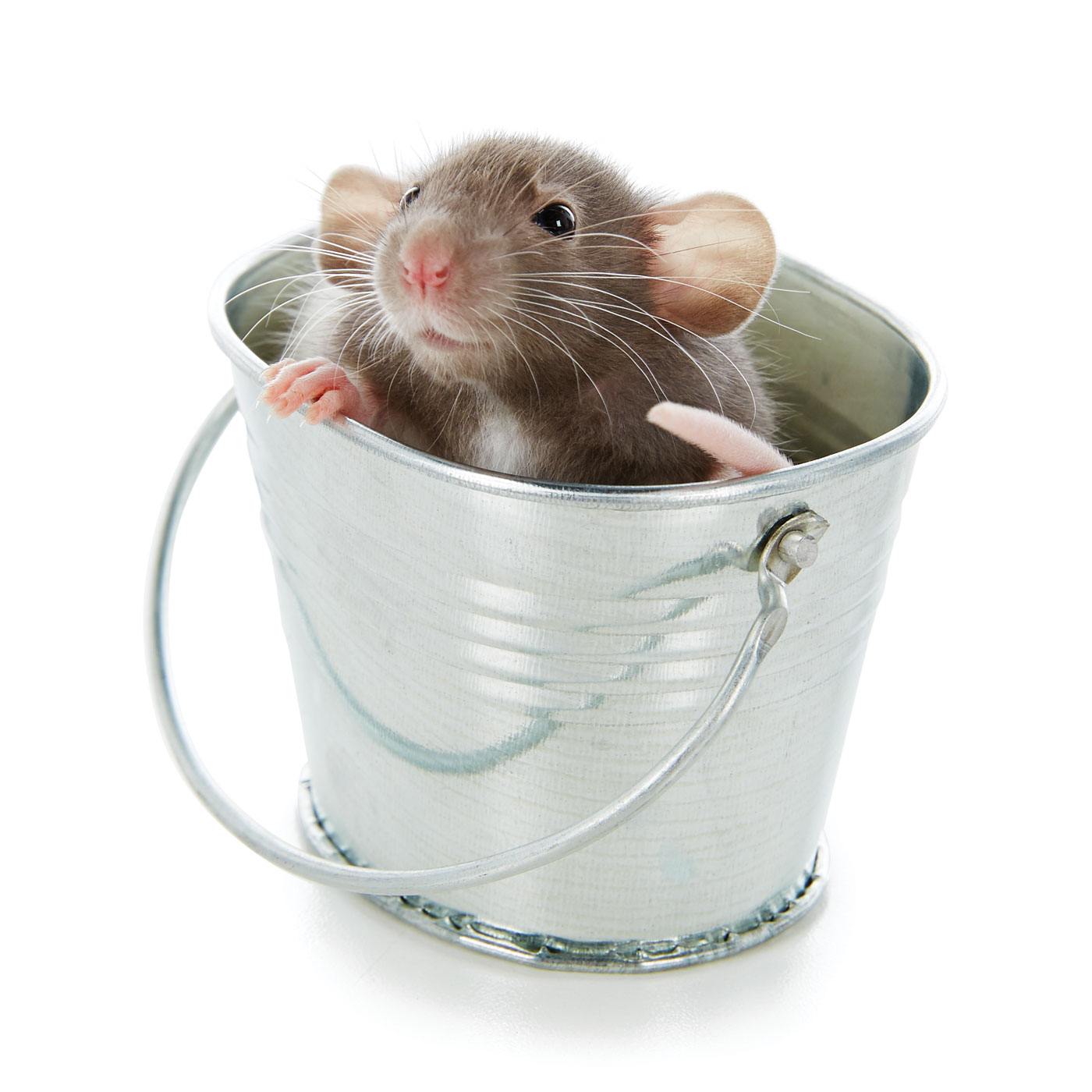 PetSmart Brand Shoot Design by Cory