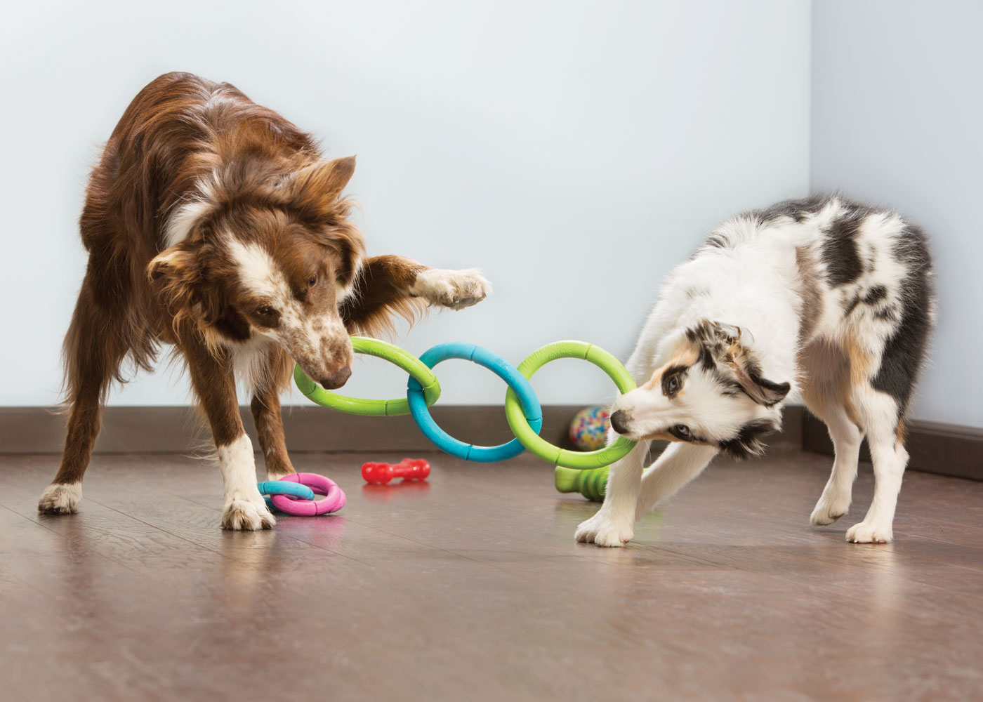 PetSmart Services Brand Shoot Design by Cory